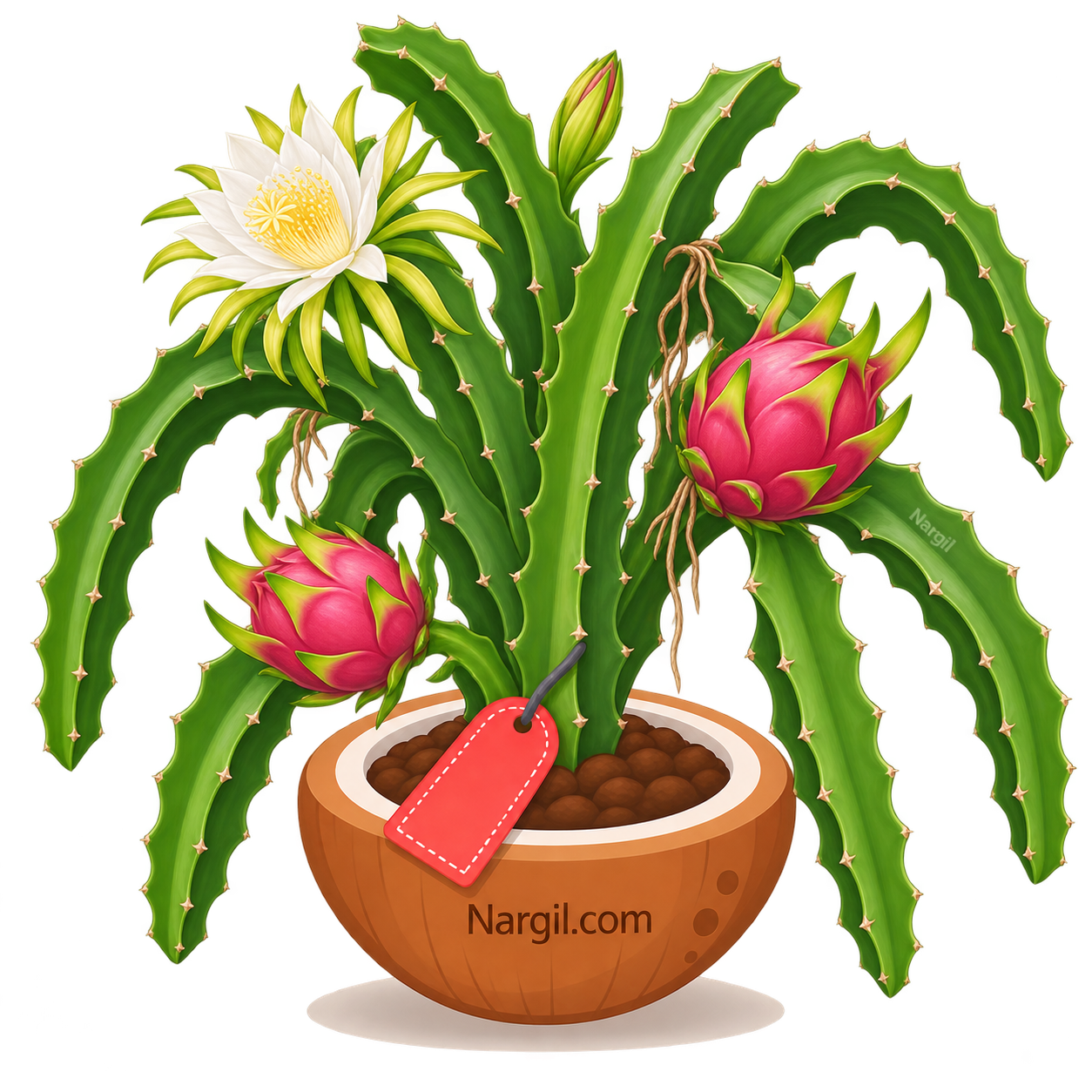 Nargil_Hylocereus undatus